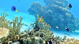 let's see how beautiful and extraordinary the underwater world is