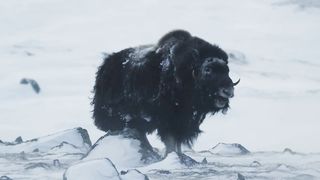 Охота гризли на овцебыков.