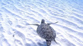 with white and clean seabed, this is the real world, the world of underwater paradise