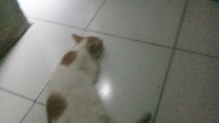 Cat behavior looking for love