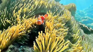 At the end of the Nemo fish's life, he will never leave his birthplace