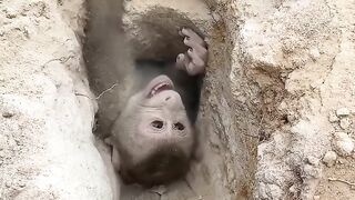 k1 little monkey is dragged into a pit by a snake