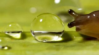 Slug shocked by water droplet.