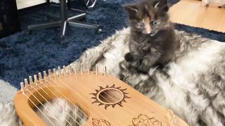 Playing lyre harp for a kitten.