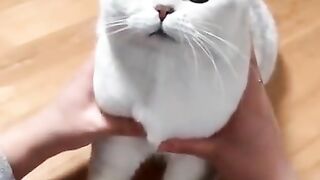 Funny cat videos - Cute cat videos - Cute animals - funny cats