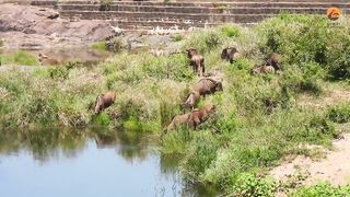 Wildebeest Escapes Small Croc to Swim into Jaws of Monster Croc