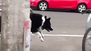 A nimble border Collie dog