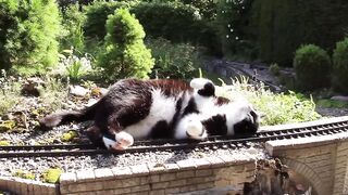 Katze vs. Gartenbahn