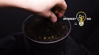 CHERRY TOMATO from Seed to Harvest - Plant Time Lapse.