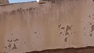 Arabic Speaking Cat