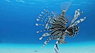 if you see this video and are able to think who actually created those colorful animals