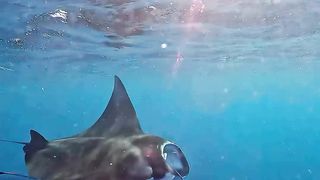 In the past, this fish was a sea monster that was very famous because its tail could put holes in pirate ships