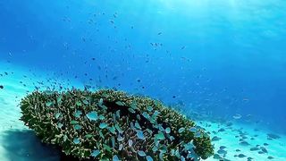 paradise of former pirates, they caught fish to eat