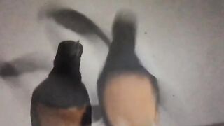 Murai batu bird