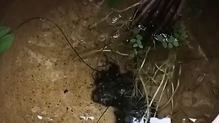guppy home