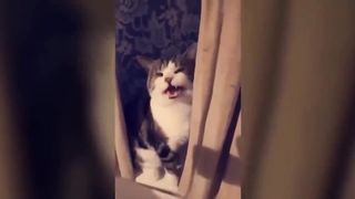 Funny Dogs And Cats Videos 2024 ????They're Best Friends