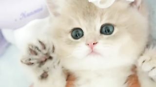 Cat fanny