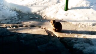 Кот Васька пришёл с ночной смены! Видео для настроения!