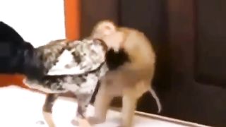Cock vs mokey
