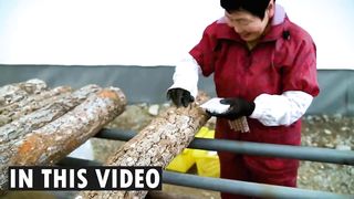 How Japanese Farming Millions of Shiitake Mushroom in Forest - Mountain Shiitake.
