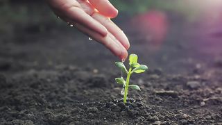 Person watering a small plant by hand