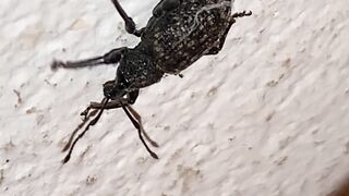 Bugs in my living room