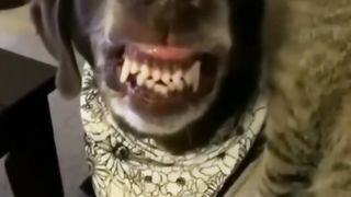 Смешные животные!