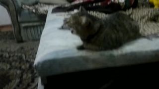 кот устал чихать.