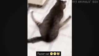 Funny Dog And Cat Videos ???????????? - Best Funny Animal Videos 2023 ????