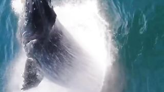 From the deep, a giant whale takes flight