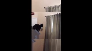 Funny animals - Funny cats / dogs - Funny animal videos 2023 - Part 5/Haypyy Pett
