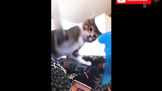 Best funny animals videos compilation 2024????