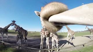 FUNNIEST Exotic Animals | Best Compilation