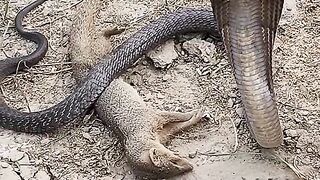 Mongoose couldn't survive infront of Black Cobra Snake
