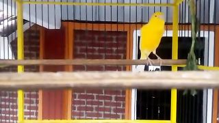 Canary bird