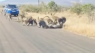 Leopard vs 30 Monkeys. Subscribe to Gwynplaine for more amazing animal videos.