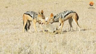 Jackals Rip Fox Apart While it Fights Back