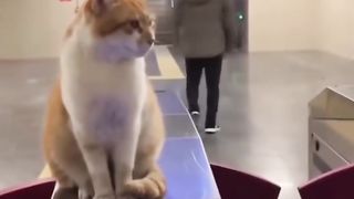 Kucing Ini Bertugas Dan Diberi Uang