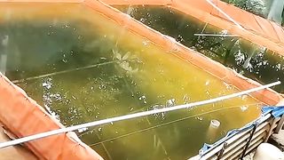 Kalau ikan lele diberi pakan daging KEONG Apakah airnya harus diganti setiap hari❓