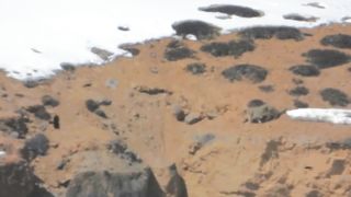 Снежный барс. Охота на бхарала. Скользкая тропа.
