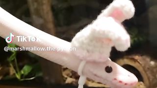 snakepink