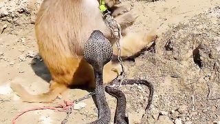 King cobra with monkey