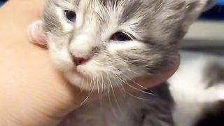 kitten