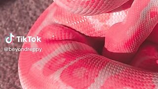 snake