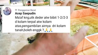 Pendederan bibit lele ukuran kecil 1-2 atau 2-3cm sumber air dari kolam tanah BISA atau TIDAK❓