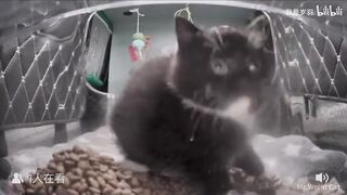 Coal Ball Baby???? bewildered by being hit with freeze-dried food