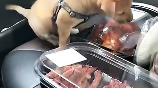 A hungry dog can't get to the food