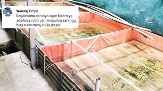 Bagaimana caranya agar bisa panen per MINGGU di segmen pembesaran❓ Bagaimana cara management nya❓