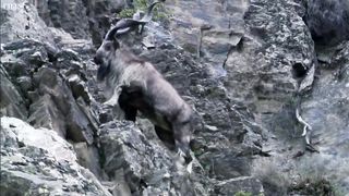 Snow Leopard Hunting | Planet Earth | BBC Earth