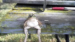 Frog relaxing